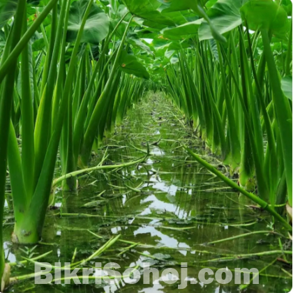 লতিকচু চারা